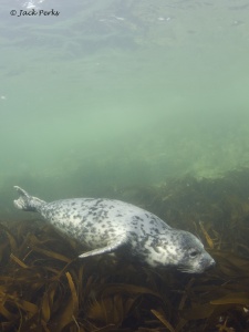Grey Seal (Halichoerus grypus) by Jack Perks